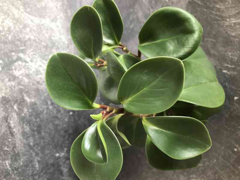 Pepřinec Tupolistý  - jde o rostlinu, co čistí vzduch.