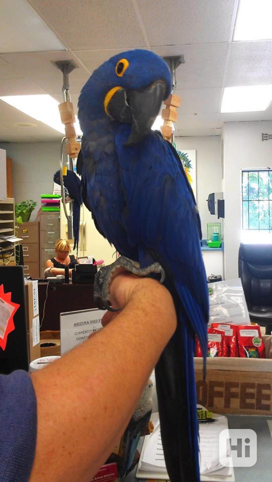 Rozkošní papoušci ara hyacintový k bezplatné adopci   - foto 1