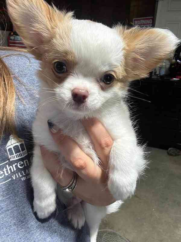 Tiny Micro Pup KC-Reg Lilac long-coat CHIHUAHUA - foto 2