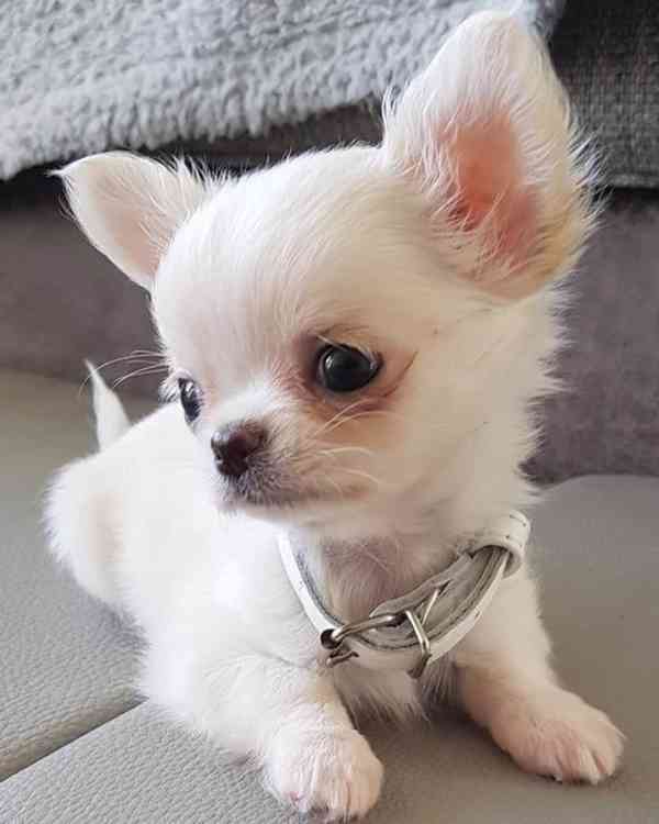 Tiny Micro Pup KC-Reg Lilac long-coat CHIHUAHUA