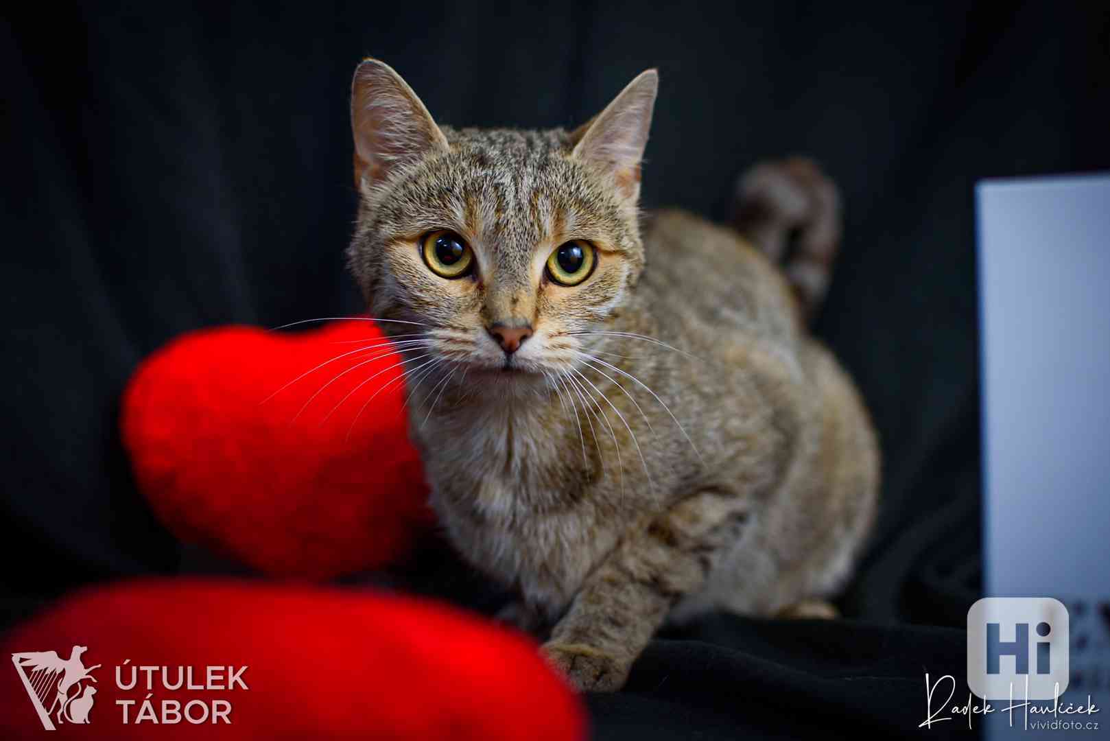 Ophelia k adopci  - foto 1