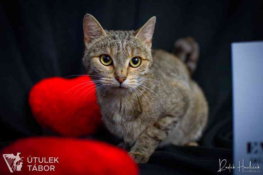 Ophelia k adopci  - foto 1