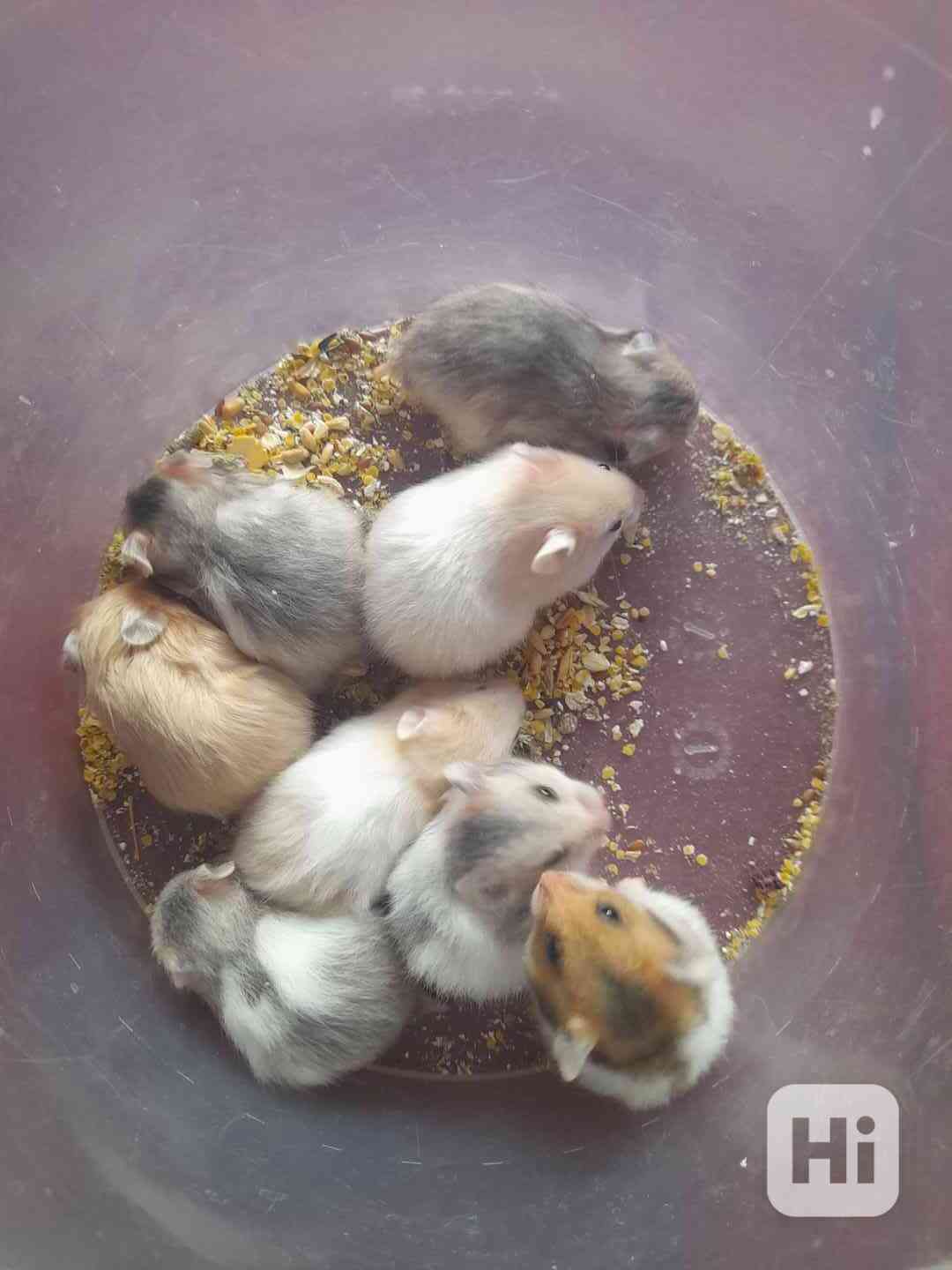 Křeček syrský  - foto 1