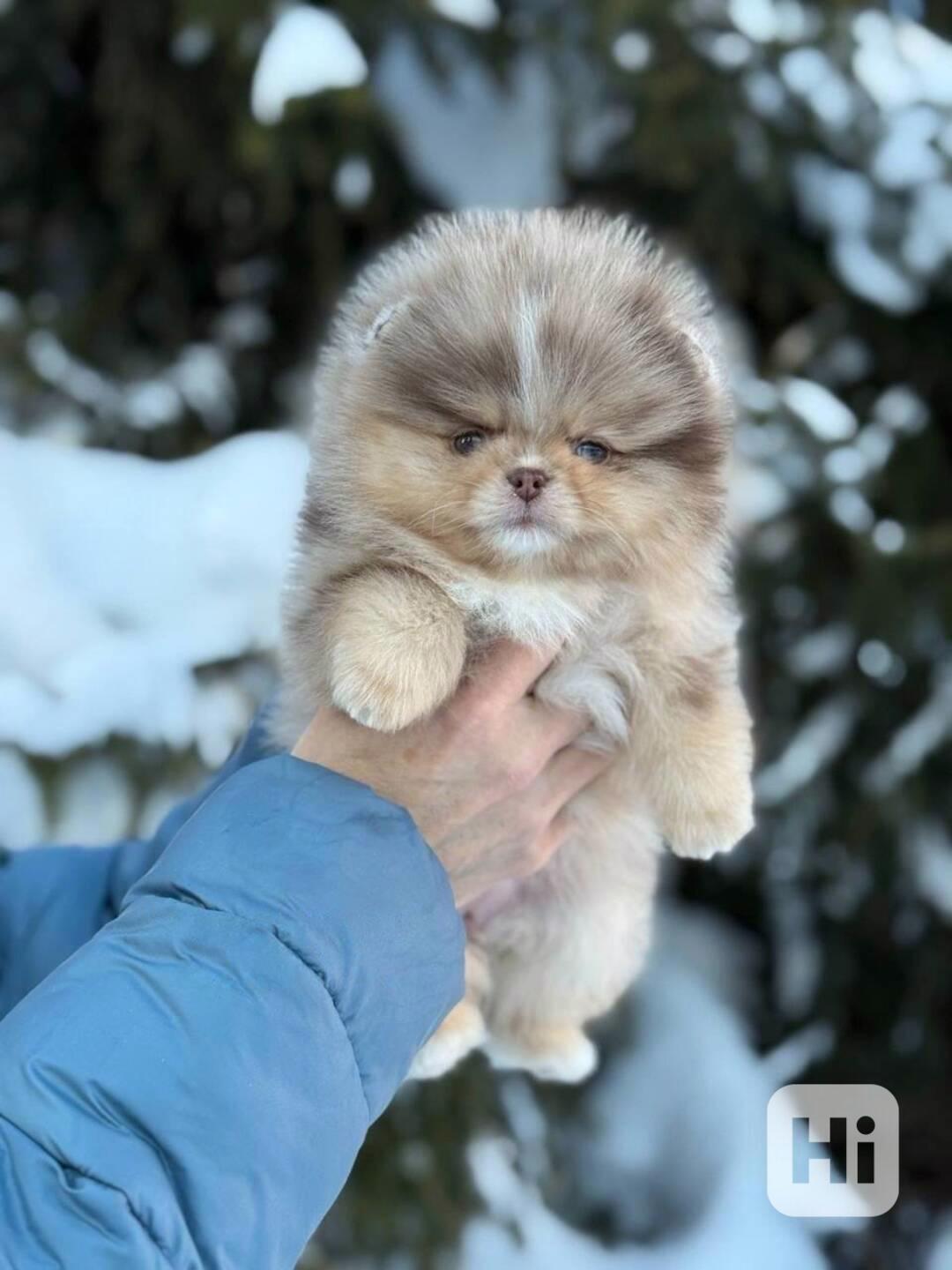 Nabízíme k prodeji pomeraniana - foto 1