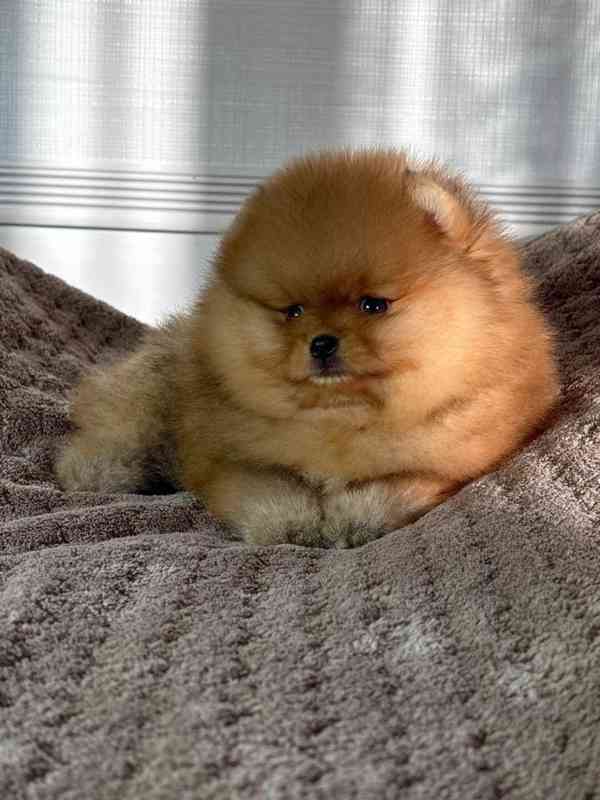 Nabízíme k prodeji pomeraniana - foto 4