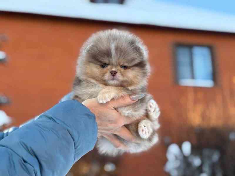 Nabízíme k prodeji pomeraniana - foto 2