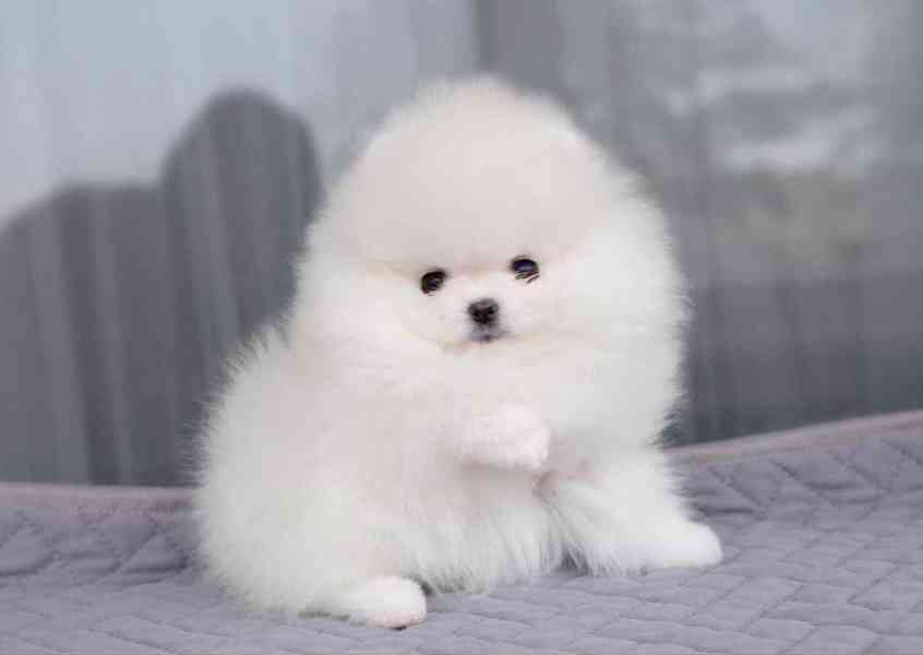 Nabízíme k prodeji pomeraniana - foto 6