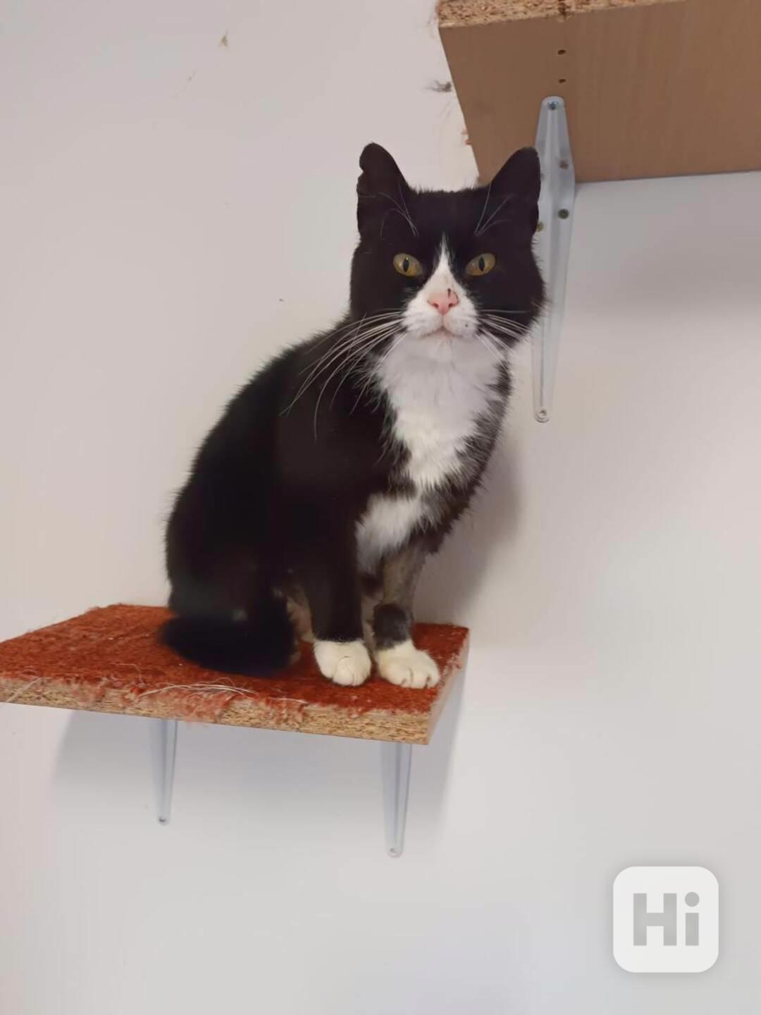 Černobílá 1,5-2roční klidná Barunka  - foto 1