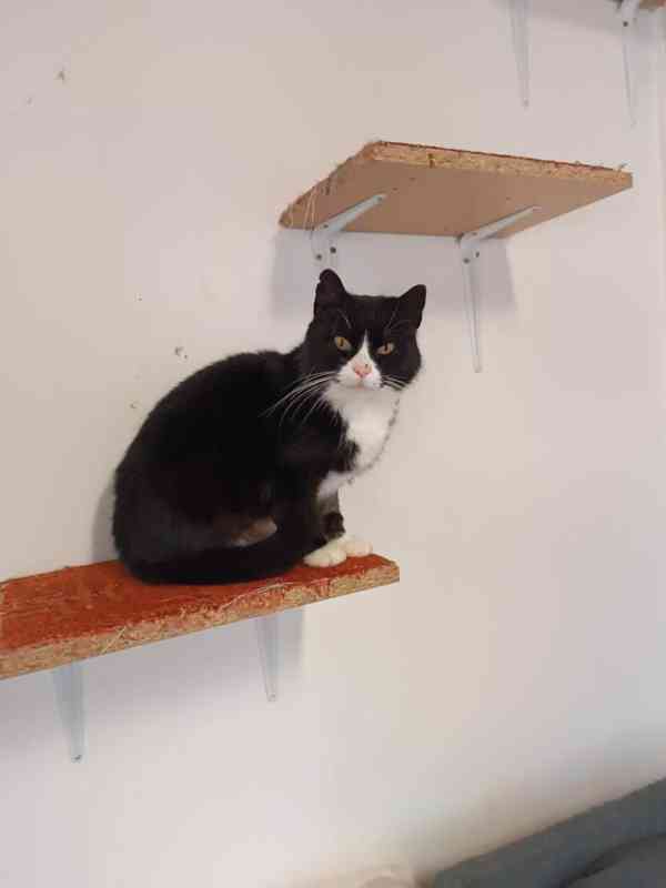 Černobílá 1,5-2roční klidná Barunka  - foto 2