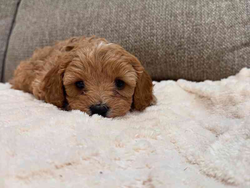 Štěňata Cavapoo - foto 3