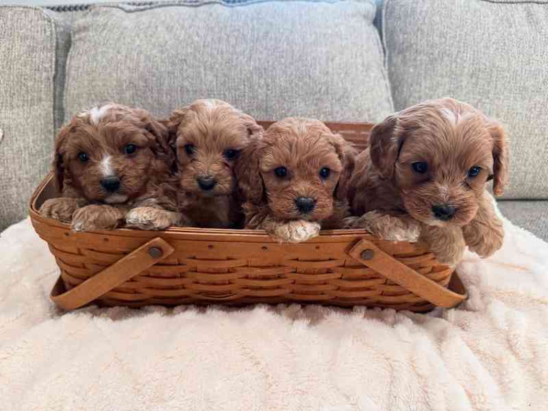 Štěňata Cavapoo - foto 2