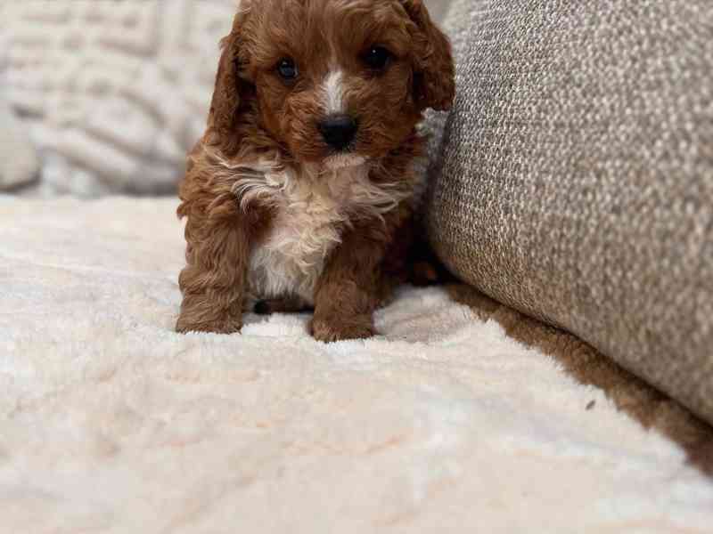 Štěňata Cavapoo - foto 4