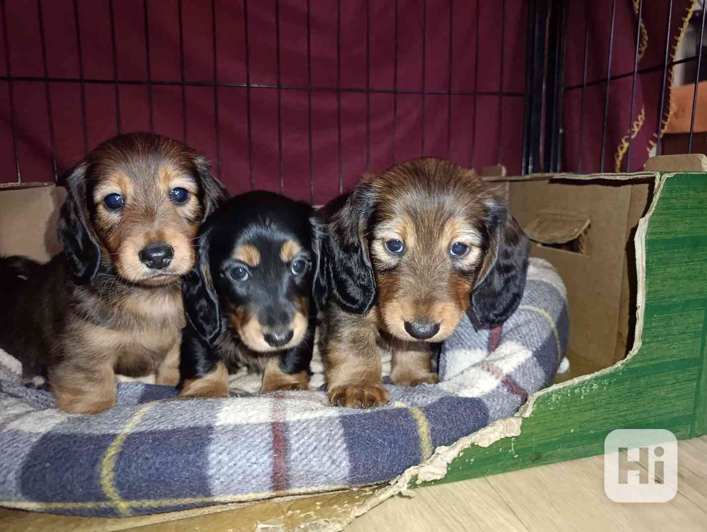 Jezevčík dlouhosrstý trpasličí - králičí - foto 1