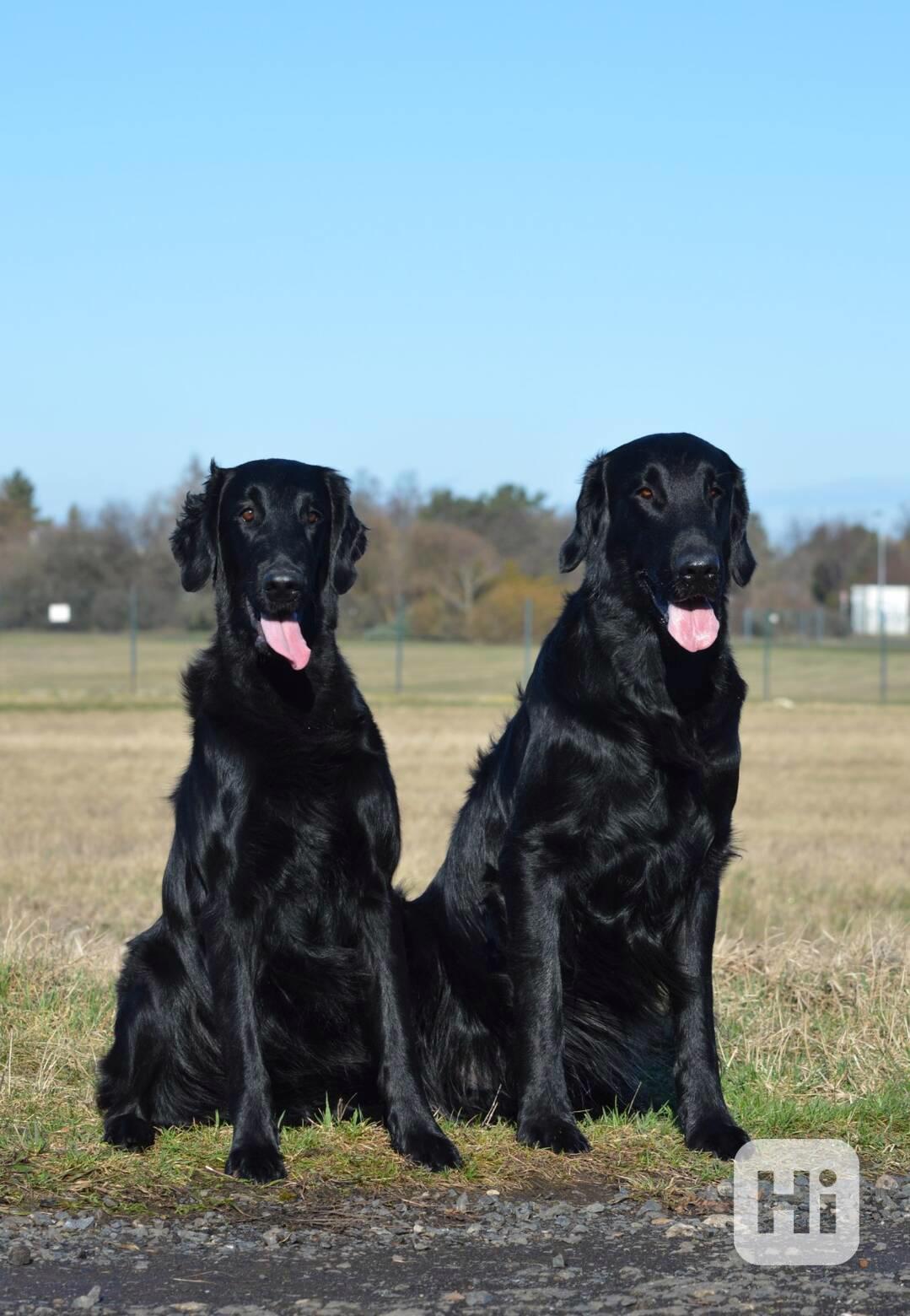 Štěňata Flat coated retriever - foto 1