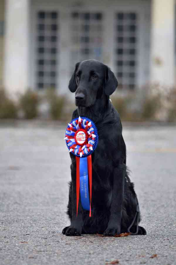 Štěňata Flat coated retriever - foto 3