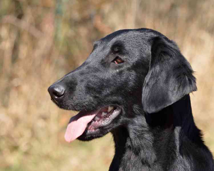 Štěňata Flat coated retriever - foto 5