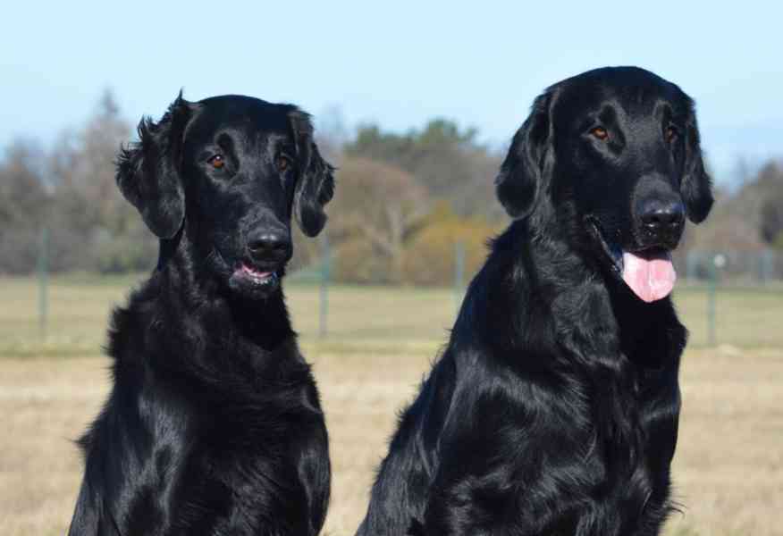 Štěňata Flat coated retriever - foto 9