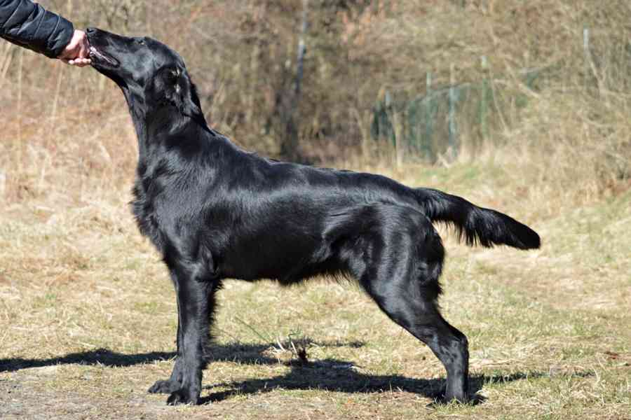 Štěňata Flat coated retriever - foto 6