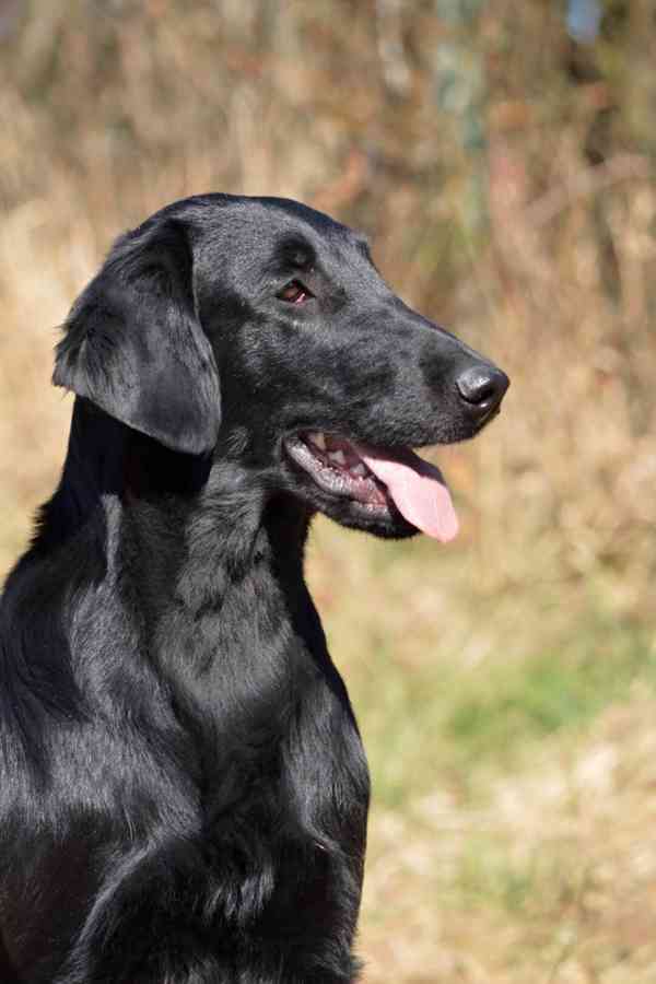 Štěňata Flat coated retriever - foto 7