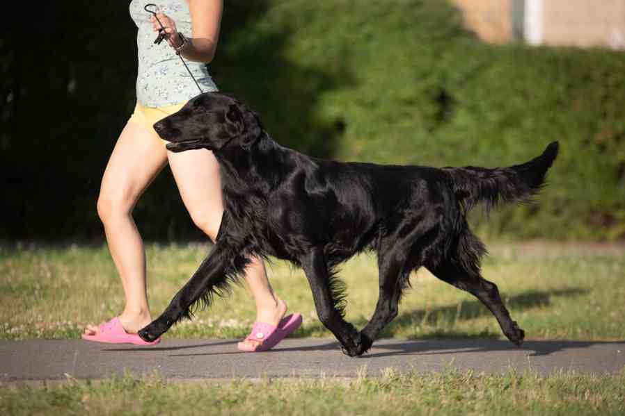 Štěňata Flat coated retriever - foto 4