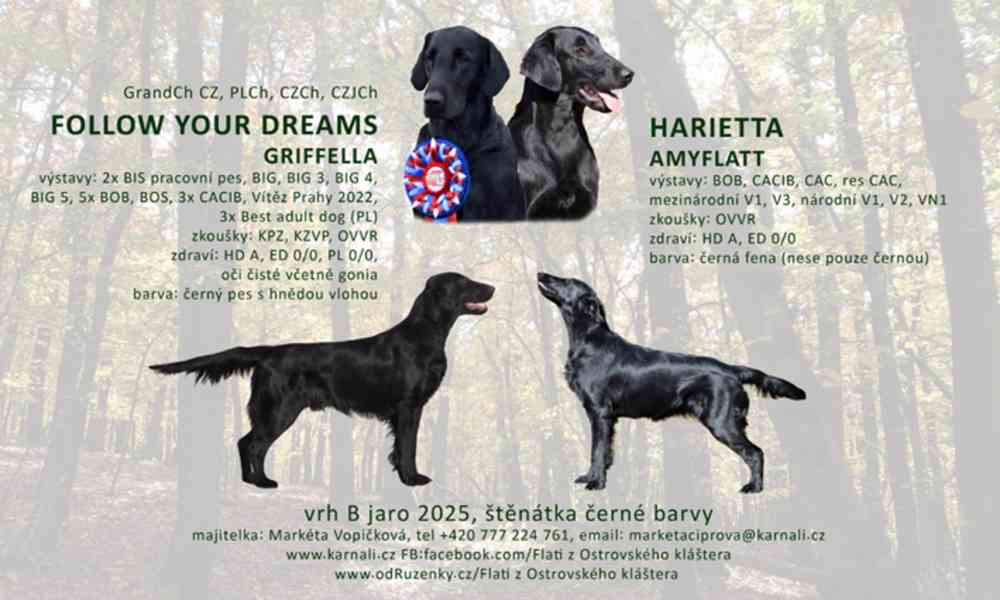 Štěňata Flat coated retriever - foto 10