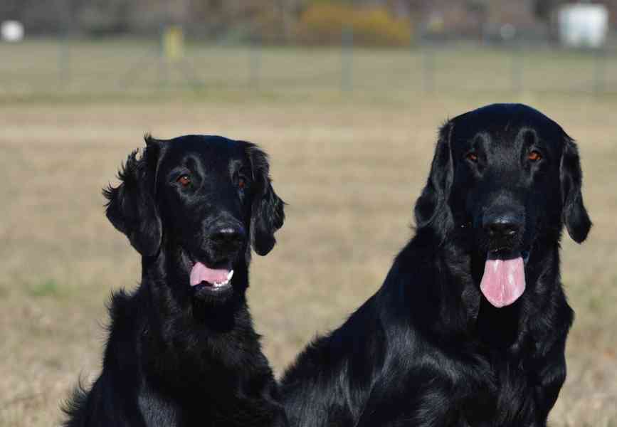 Štěňata Flat coated retriever - foto 8