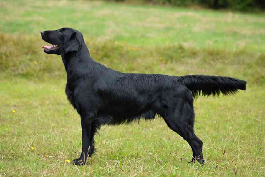 Štěňata Flat coated retriever - foto 2