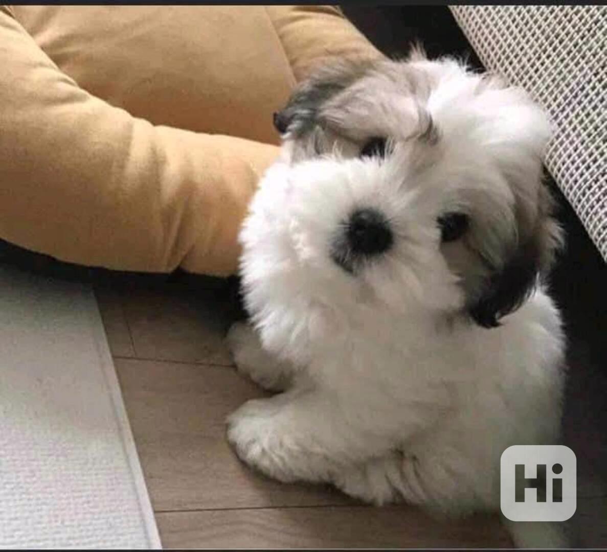  Dárek štěňátka shih tzu k adopci zdarma   - foto 1