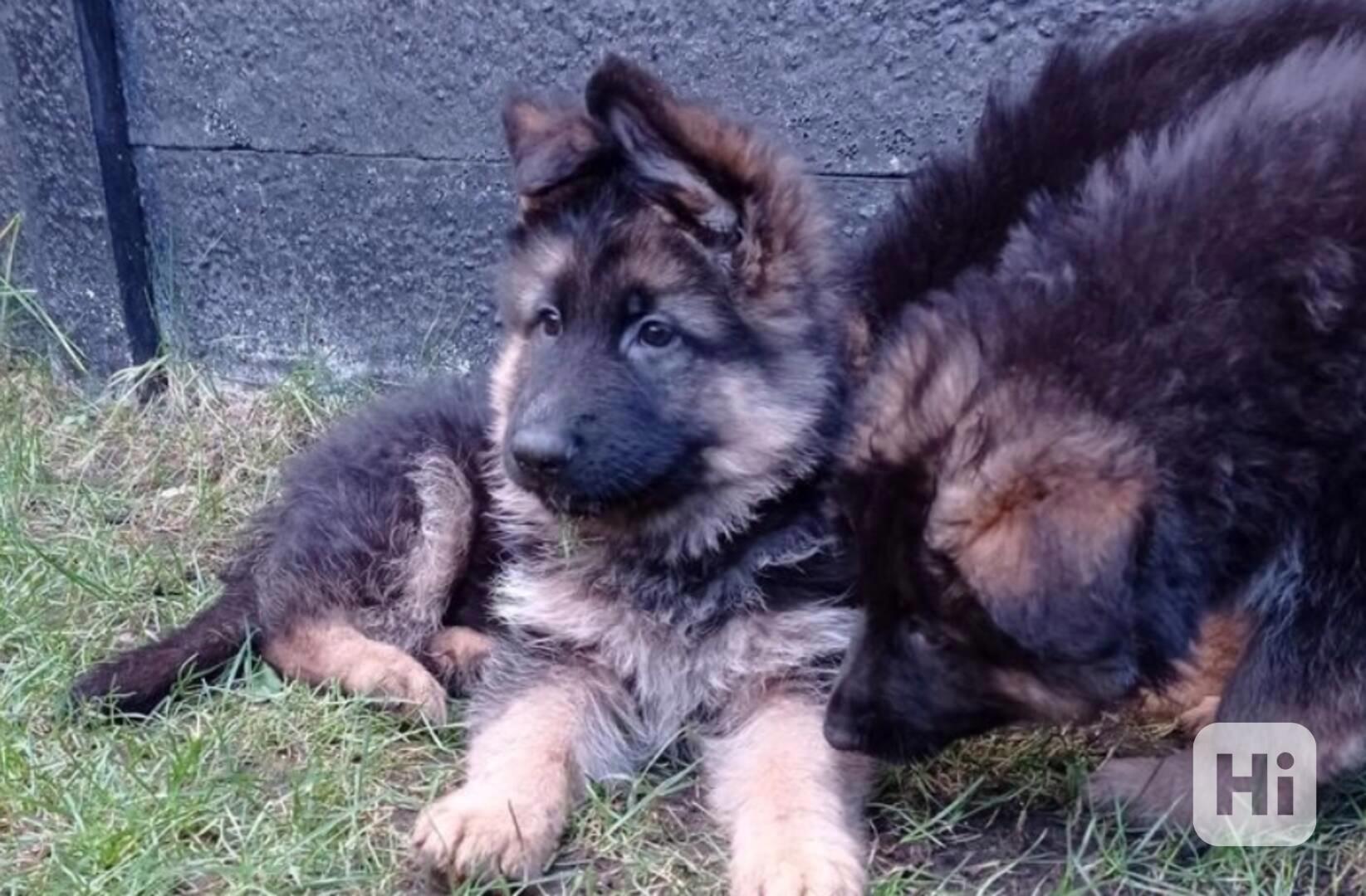 Německý ovčák kvality AKC Štěně k adopci zdarma!! - foto 1