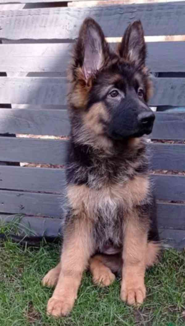 Německý ovčák kvality AKC Štěně k adopci zdarma!! - foto 3
