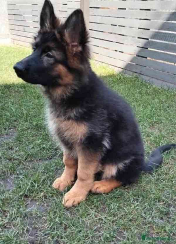 Německý ovčák kvality AKC Štěně k adopci zdarma!! - foto 2