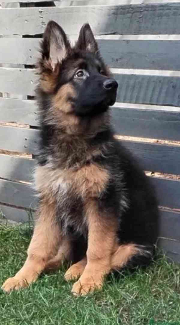 Německý ovčák kvality AKC Štěně k adopci zdarma!! - foto 4