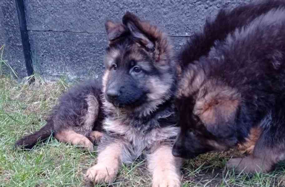 Německý ovčák kvality AKC Štěně k adopci zdarma!! - foto 1