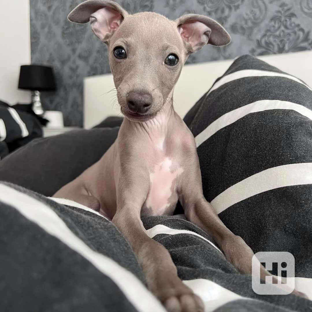 🌟 Okouzlující štěňata chrtů - foto 1