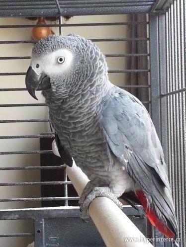 Africký papoušek šedý - foto 1