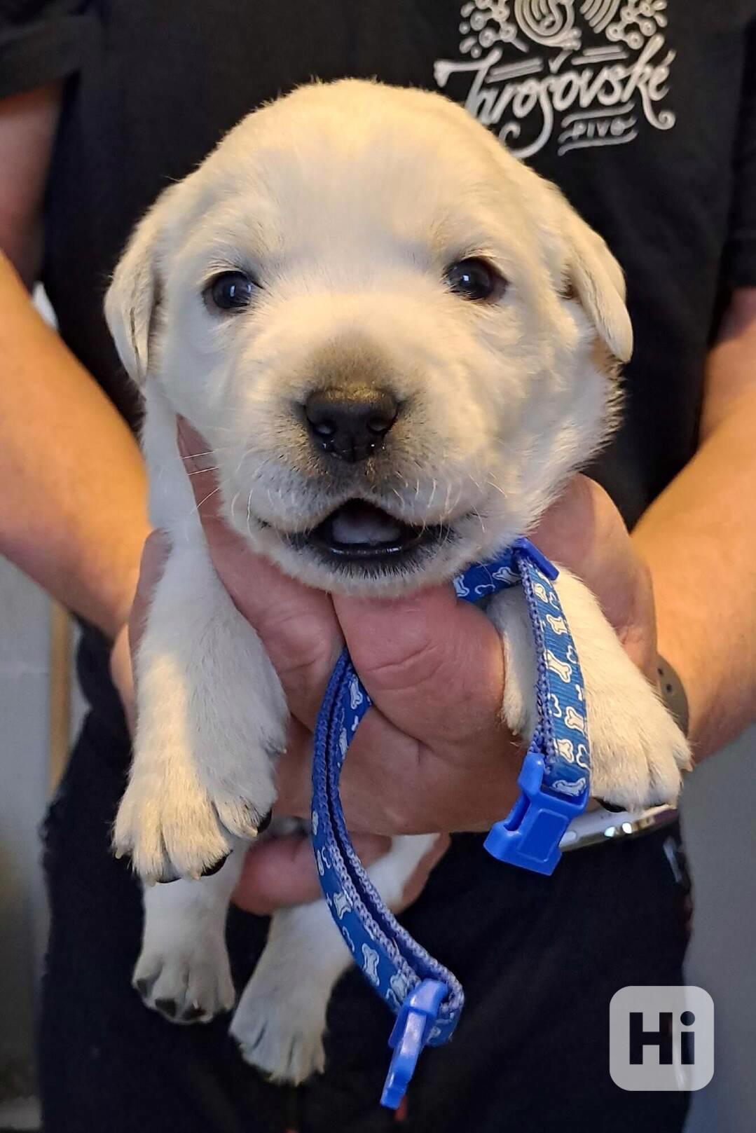 Smetanová štěňátka labradora s PP - foto 1