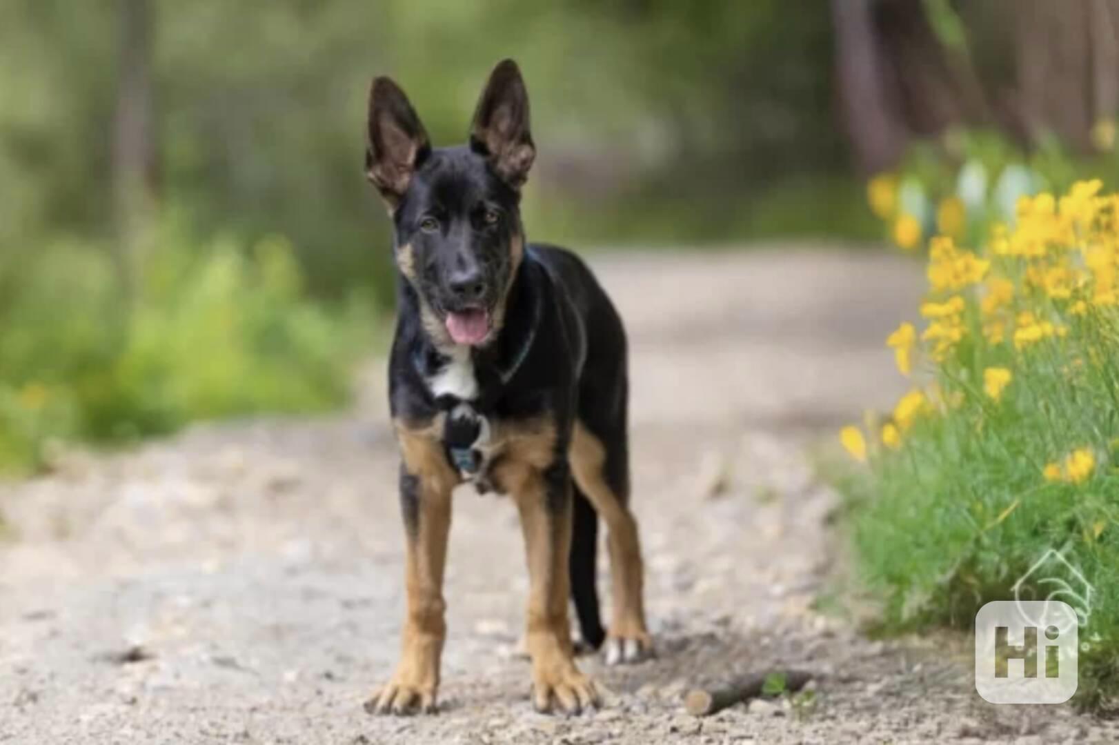 Bailey z útulku Voříškov - foto 1