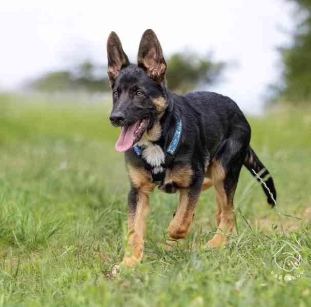 Bailey z útulku Voříškov - foto 5