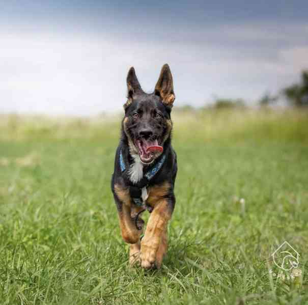 Bailey z útulku Voříškov - foto 4