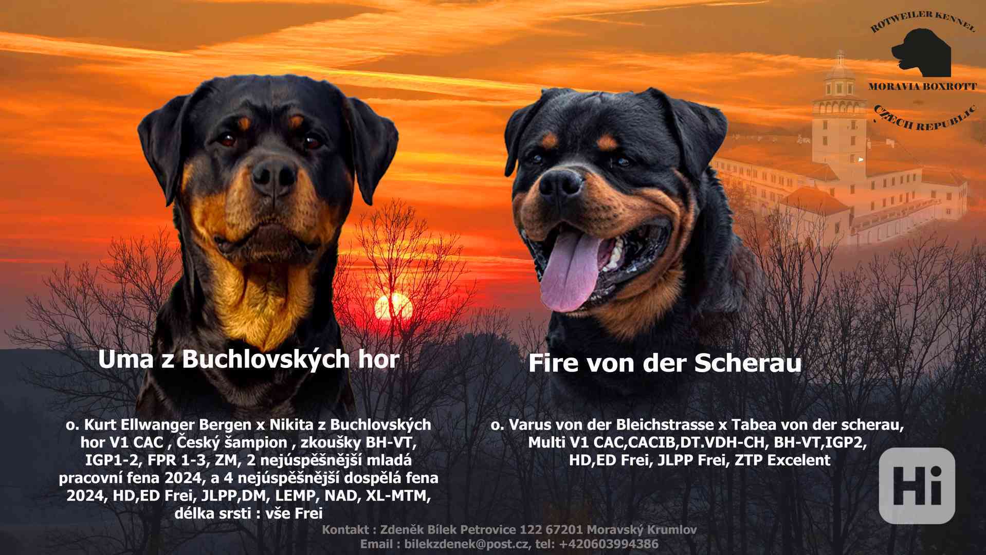 Rotvajler štěňata - foto 1