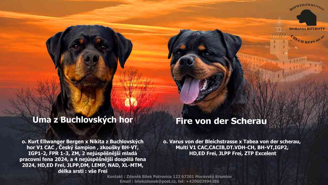 Rotvajler štěňata - foto 1