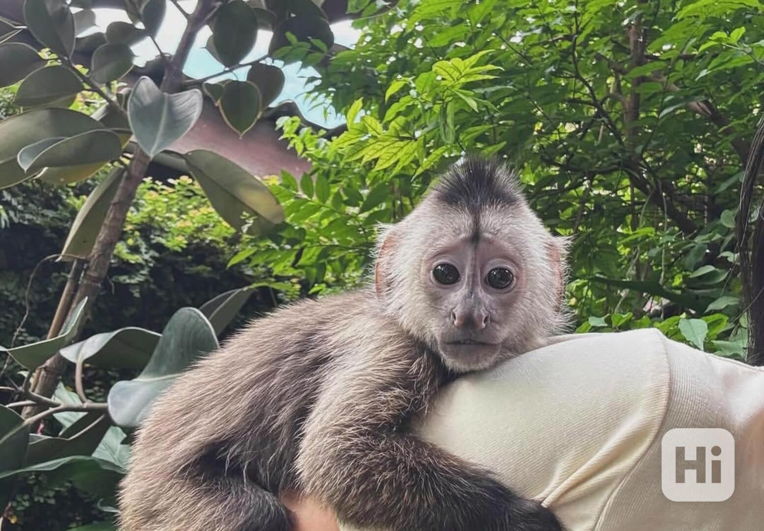 Kapucínské opice k adopci - foto 1