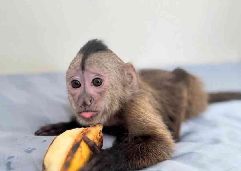 Kapucínské opice k adopci - foto 2