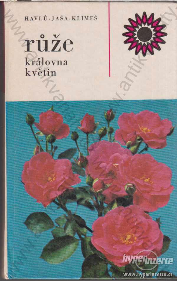Růže královna květin Havlů-Jaša-Klimeš 1977 - foto 1
