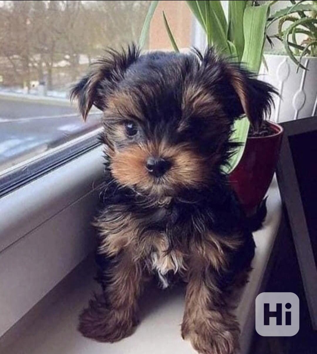 Štěňata jorkšírského teriéra hledají domov. - foto 1