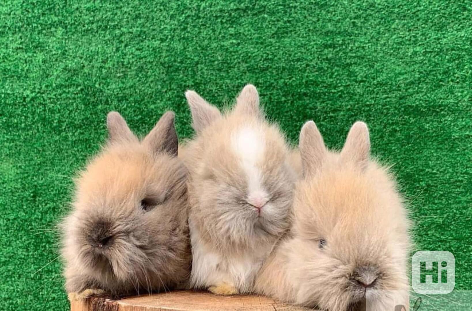 Teddy bear dwarves rabbit in exotic colors - foto 1