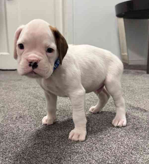 Štěňata boxera k adopci zdarma nyní s pp  - foto 2