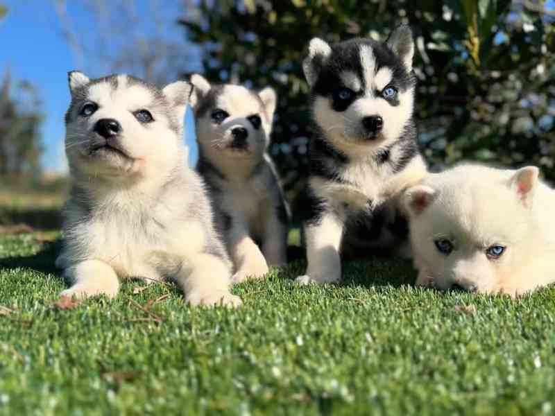 Sibiřský husky - foto 1