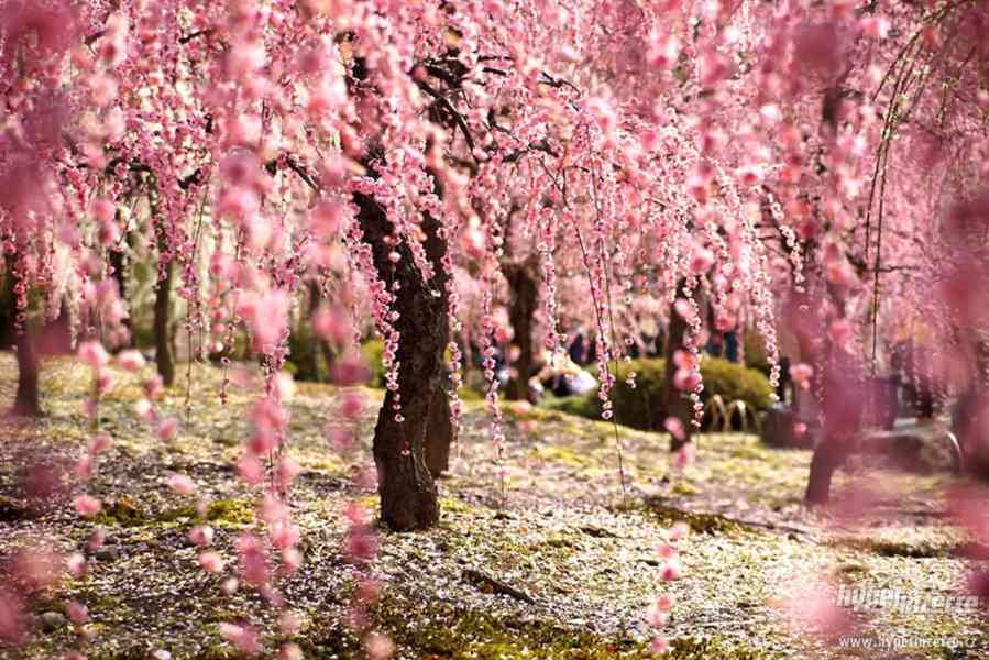 Sakura - japonská třešeň - semena 5 ks - foto 1