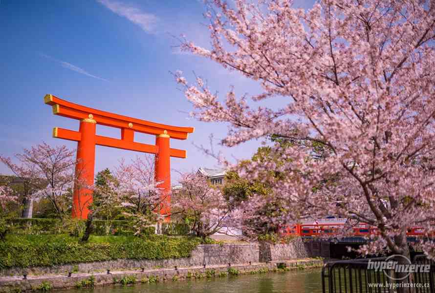 Sakura - japonská třešeň - semena 5 ks - foto 4